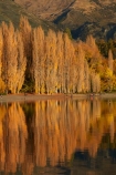 autuminal;autumn;autumn-colour;autumn-colours;autumnal;calm;Central-Otago;color;colors;colour;colours;deciduous;fall;gold;golden;lake;Lake-Wanaka;lakes;leaf;leaves;N.Z.;New-Zealand;NZ;Otago;people;person;photographer;photographers;placid;poplar;poplar-tree;poplar-trees;poplars;quiet;reflected;reflection;reflections;S.I.;season;seasonal;seasons;serene;SI;smooth;South-Is.;South-Island;Southern-Lakes;Southern-Lakes-District;Southern-Lakes-Region;Sth-Is;still;tourism;tourist;tourists;tranquil;tree;trees;Wanaka;water;yellow