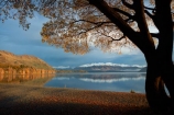 autuminal;autumn;autumn-colour;autumn-colours;autumnal;Buchanan-Mountains;Buchanan-Peaks;calm;Central-Otago;color;colors;colour;colours;deciduous;fall;gold;golden;lake;Lake-Wanaka;lakes;leaf;leaves;mountain;mountains;N.Z.;New-Zealand;NZ;Otago;placid;quiet;reflected;reflection;reflections;season;seasonal;seasons;serene;SI;smooth;snow;snow-capped;snowy;South-Island;Sth-Is;still;tranquil;tree;trees;Wanaka;water;willow;willow-tree;willow-trees;willows;yellow