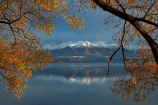 autuminal;autumn;autumn-colour;autumn-colours;autumnal;Buchanan-Mountains;Buchanan-Peaks;calm;Central-Otago;color;colors;colour;colours;deciduous;fall;gold;golden;gray;grey;lake;Lake-Wanaka;lakes;leaf;leaves;mountain;mountains;N.Z.;New-Zealand;NZ;Otago;placid;quiet;reflected;reflection;reflections;season;seasonal;seasons;serene;SI;smooth;snow;snow-capped;snowy;South-Island;Sth-Is;still;tranquil;tree;trees;Wanaka;water;willow;willow-tree;willow-trees;willows;yellow
