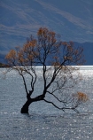 autuminal;autumn;autumn-colour;autumn-colours;autumnal;Central-Otago;color;colors;colour;colours;deciduous;fall;gold;golden;lake;Lake-Wanaka;lakes;leaf;leaves;N.Z.;New-Zealand;NZ;Otago;season;seasonal;seasons;SI;South-Island;Sth-Is;that-tree;that-wanaka-tree;thattree;thatwanakatree;tree;tree-in-lake;trees;Wanaka;Wanaka-Tree;willow;willow-tree;willow-trees;willows;yellow