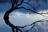 calm;Central-Otago;lake;Lake-Wanaka;lakes;N.Z.;New-Zealand;NZ;Otago;placid;quiet;reflected;reflection;reflections;serene;SI;smooth;South-Island;Sth-Is;still;that-tree;that-wanaka-tree;thattree;thatwanakatree;tranquil;tree;tree-in-lake;trees;Wanaka;Wanaka-Tree;water;willow;willow-tree;willow-trees;willows
