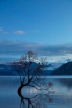 calm;Central-Otago;lake;Lake-Wanaka;lakes;N.Z.;New-Zealand;NZ;Otago;placid;quiet;reflected;reflection;reflections;serene;SI;smooth;South-Island;Sth-Is;still;that-tree;that-wanaka-tree;thattree;thatwanakatree;tranquil;tree;tree-in-lake;trees;Wanaka;Wanaka-Tree;water;willow;willow-tree;willow-trees;willows