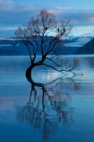 calm;Central-Otago;lake;Lake-Wanaka;lakes;N.Z.;New-Zealand;NZ;Otago;placid;quiet;reflected;reflection;reflections;serene;SI;smooth;South-Island;Sth-Is;still;that-tree;that-wanaka-tree;thattree;thatwanakatree;tranquil;tree;tree-in-lake;trees;Wanaka;Wanaka-Tree;water;willow;willow-tree;willow-trees;willows