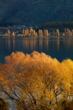 autuminal;autumn;autumn-colour;autumn-colours;autumnal;calm;Central-Otago;color;colors;colour;colours;deciduous;fall;gold;golden;lake;Lake-Wanaka;lakes;leaf;leaves;N.Z.;New-Zealand;NZ;Otago;placid;poplar;poplar-tree;poplar-trees;poplars;quiet;reflected;reflection;reflections;S.I.;season;seasonal;seasons;serene;SI;smooth;South-Is.;South-Island;Southern-Lakes;Southern-Lakes-District;Southern-Lakes-Region;Sth-Is;still;tranquil;tree;trees;Wanaka;water;willow;willow-tree;willow-trees;willows;yellow