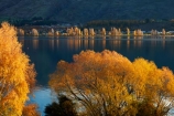 autuminal;autumn;autumn-colour;autumn-colours;autumnal;calm;Central-Otago;color;colors;colour;colours;deciduous;fall;gold;golden;lake;Lake-Wanaka;lakes;leaf;leaves;N.Z.;New-Zealand;NZ;Otago;placid;poplar;poplar-tree;poplar-trees;poplars;quiet;reflected;reflection;reflections;S.I.;season;seasonal;seasons;serene;SI;smooth;South-Is.;South-Island;Southern-Lakes;Southern-Lakes-District;Southern-Lakes-Region;Sth-Is;still;tranquil;tree;trees;Wanaka;water;willow;willow-tree;willow-trees;willows;yellow