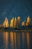 autuminal;autumn;autumn-colour;autumn-colours;autumnal;Bremner-Bay;calm;Central-Otago;color;colors;colour;colours;deciduous;fall;gold;golden;lake;Lake-Wanaka;lakes;leaf;leaves;N.Z.;New-Zealand;NZ;Otago;placid;poplar;poplar-tree;poplar-trees;poplars;quiet;reflected;reflection;reflections;S.I.;season;seasonal;seasons;serene;SI;smooth;South-Is.;South-Island;Southern-Lakes;Southern-Lakes-District;Southern-Lakes-Region;Sth-Is;still;tranquil;tree;trees;Wanaka;water;yellow