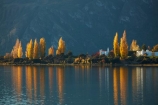 autuminal;autumn;autumn-colour;autumn-colours;autumnal;Bremner-Bay;calm;Central-Otago;color;colors;colour;colours;deciduous;fall;gold;golden;lake;Lake-Wanaka;lakes;leaf;leaves;N.Z.;New-Zealand;NZ;Otago;placid;poplar;poplar-tree;poplar-trees;poplars;quiet;reflected;reflection;reflections;S.I.;season;seasonal;seasons;serene;SI;smooth;South-Is.;South-Island;Southern-Lakes;Southern-Lakes-District;Southern-Lakes-Region;Sth-Is;still;tranquil;tree;trees;Wanaka;water;yellow
