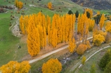 aerial;Aerial-drone;Aerial-drones;aerial-image;aerial-images;aerial-photo;aerial-photograph;aerial-photographs;aerial-photography;aerial-photos;aerial-view;aerial-views;aerials;autuminal;autumn;autumn-colour;autumn-colours;autumnal;Cadrona;Cardrona;Cardrona-River;Cardrona-Valley;Central-Otago;color;colors;colour;colours;deciduous;Drone;Drones;fall;gold;golden;leaf;leaves;N.Z.;New-Zealand;NZ;Otago;poplar;poplar-tree;poplar-trees;poplars;Quadcopter-aerial;Quadcopters-aerials;season;seasonal;seasons;SI;South-Island;Sth-Is;tree;trees;U.A.V.-aerial;UAV-aerials;Wanaka;yellow