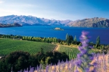 color;colors;colour;colours;crop;crops;cultivation;farm;farming;farms;field;fields;flower;flowers;grape;grapes;grapevine;horticulture;leaf;leaves;mountain;mountains;purple;row;rows;rural;vine;vines;vineyard;vineyards;vintage;violet;wild;wine;wineries;winery;wines