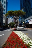c.b.d.;CBD;central-business-district;cities;city;city-centre;cityscape;cityscapes;down-town;downtown;Financial-District;flower;flowers;garden;gardens;high-rise;high-rises;high_rise;high_rises;highrise;highrises;Lambton-Quay;N.I.;N.Z.;New-Zealand;NI;North-Is.;North-Island;Nth-Is;NZ;office;office-block;office-blocks;office-building;office-buildings;offices;red;Wellington;white