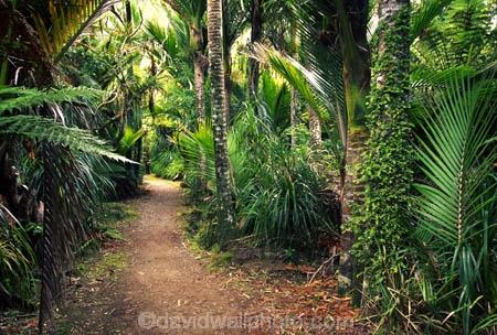 alive;beautiful;beauty;bush;fern;ferns;forest;forestry;forests;green;hike;hikes;hiking;natural;nature;rain-forest;rain-forests;rain_forest;rain_forests;rainforest;rainforests;scene;scenic;track;tracks;tramp;tramping;tramps;verdant;walk;walking;walks