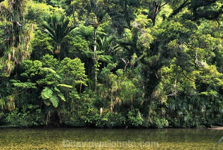 brook;brooks;bush;color;colors;colour;colours;creek;creeks;fern;ferns;forest;forests;green;lush;native;natural;nature;nikau;nikaus;palm;palms;rain-forest;river;rivers;stream;streams;unspoilt;untouched;verdant;wilderness