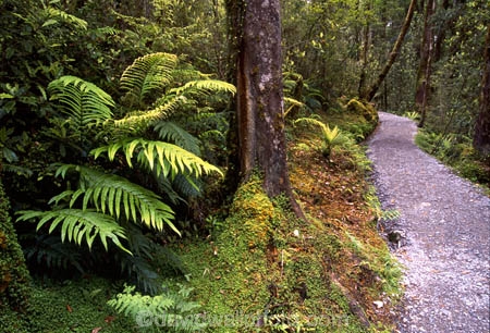 alive;beautiful;beauty;bush;fern;ferns;forest;forestry;forests;green;hike;hikes;hiking;natural;nature;rain-forest;rain-forests;rain_forest;rain_forests;rainforest;rainforests;scene;scenic;track;tracks;tramp;tramping;tramps;verdant;walk;walking;walks