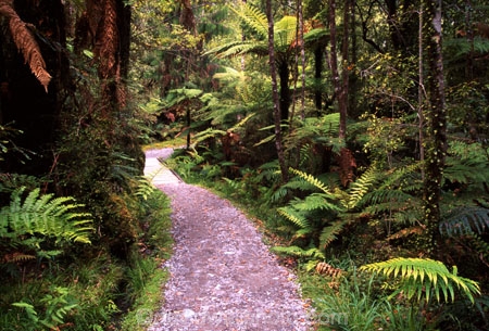 alive;beautiful;beauty;bush;fern;ferns;forest;forestry;forests;green;hike;hikes;hiking;natural;nature;rain-forest;rain-forests;rain_forest;rain_forests;rainforest;rainforests;scene;scenic;track;tracks;tramp;tramping;tramps;verdant;walk;walking;walks