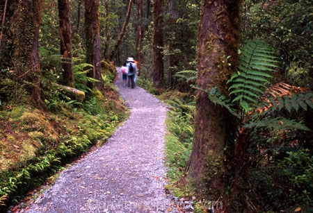 alive;beautiful;beauty;bush;fern;ferns;forest;forestry;forests;green;hike;hikers;hikes;hiking;natural;nature;rain-forest;rain-forests;rain_forest;rain_forests;rainforest;rainforests;scene;scenic;tourism;tourist;tourists;track;tracks;tramp;tramping;tramps;verdant;walk;walking;walks