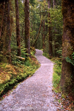 alive;beautiful;beauty;bush;fern;ferns;forest;forestry;forests;green;hike;hikes;hiking;natural;nature;rain-forest;rain-forests;rain_forest;rain_forests;rainforest;rainforests;scene;scenic;track;tracks;tramp;tramping;tramps;verdant;walk;walking;walks