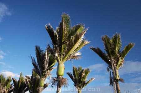 endemic;N.Z.;national-park;national-parks;native;native-plant;native-plants;natives;natural;nature;New-Zealand;nikau;nikau-palm;nikau-palms;nikaus;NZ;palm;palm-tree;palm-trees;palms;Paparoa-N.P.;Paparoa-National-Park;Paparoa-NP;plant;plants;Punakaiki;Rhopalostylis-sapida;S.I.;SI;South-Island;West-Coast;Westland