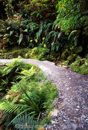 alive;beautiful;beauty;bush;fern;ferns;forest;forestry;forests;green;hike;hikes;hiking;natural;nature;rain-forest;rain-forests;rain_forest;rain_forests;rainforest;rainforests;scene;scenic;track;tracks;tramp;tramping;tramps;verdant;walk;walking;walks