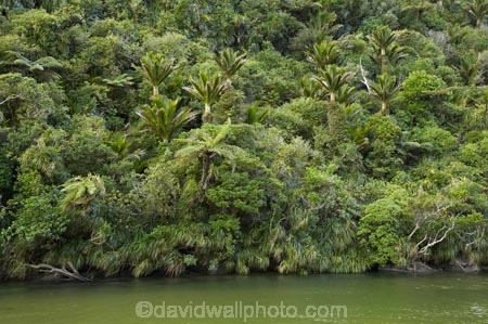 beautiful;beauty;brook;brooks;bush;color;colors;colour;colours;creek;creeks;cyathea;endemic;fern;ferns;flow;forest;forests;frond;fronds;green;lush;N.Z.;national-park;national-parks;native;native-bush;native-plant;native-plants;natives;natural;nature;New-Zealand;nikau;nikau-palm;nikau-palms;nikaus;NZ;palm;palm-tree;palm-trees;palms;Paparoa-N.P.;Paparoa-National-Park;Paparoa-NP;plant;plants;ponga;pongas;Pororari-River;Punakaiki;punga;pungas;rain-forest;rain-forests;rain_forest;rain_forests;rainforest;rainforests;Rhopalostylis-sapida;river;rivers;S.I.;scene;scenic;SI;South-Island;stream;streams;tree;tree-fern;tree-ferns;trees;unspoilt;untouched;verdant;water;West-Coast;Westland;wet;wilderness