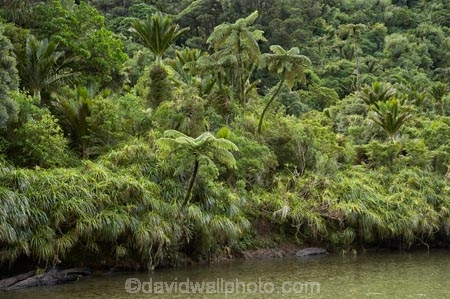 beautiful;beauty;brook;brooks;bush;color;colors;colour;colours;creek;creeks;cyathea;endemic;fern;ferns;flow;forest;forests;frond;fronds;green;lush;N.Z.;national-park;national-parks;native;native-bush;native-plant;native-plants;natives;natural;nature;New-Zealand;nikau;nikau-palm;nikau-palms;nikaus;NZ;palm;palm-tree;palm-trees;palms;Paparoa-N.P.;Paparoa-National-Park;Paparoa-NP;plant;plants;ponga;pongas;Pororari-River;Punakaiki;punga;pungas;rain-forest;rain-forests;rain_forest;rain_forests;rainforest;rainforests;Rhopalostylis-sapida;river;rivers;S.I.;scene;scenic;SI;South-Island;stream;streams;tree;tree-fern;tree-ferns;trees;unspoilt;untouched;verdant;water;West-Coast;Westland;wet;wilderness