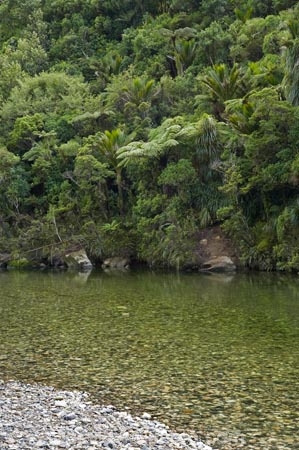beautiful;beauty;brook;brooks;bush;color;colors;colour;colours;creek;creeks;cyathea;endemic;fern;ferns;flow;forest;forests;frond;fronds;green;lush;N.Z.;national-park;national-parks;native;native-bush;native-plant;native-plants;natives;natural;nature;New-Zealand;nikau;nikau-palm;nikau-palms;nikaus;NZ;palm;palm-tree;palm-trees;palms;Paparoa-N.P.;Paparoa-National-Park;Paparoa-NP;plant;plants;ponga;pongas;Pororari-River;Punakaiki;punga;pungas;rain-forest;rain-forests;rain_forest;rain_forests;rainforest;rainforests;Rhopalostylis-sapida;river;rivers;S.I.;scene;scenic;SI;South-Island;stream;streams;tree;tree-fern;tree-ferns;trees;unspoilt;untouched;verdant;water;West-Coast;Westland;wet;wilderness