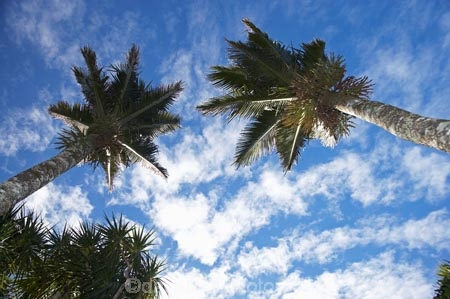 endemic;N.Z.;national-park;national-parks;native;native-plant;native-plants;natives;natural;nature;New-Zealand;nikau;nikau-palm;nikau-palms;nikaus;NZ;palm;palm-tree;palm-trees;palms;Paparoa-N.P.;Paparoa-National-Park;Paparoa-NP;plant;plants;Punakaiki;Rhopalostylis-sapida;S.I.;SI;South-Island;West-Coast;Westland