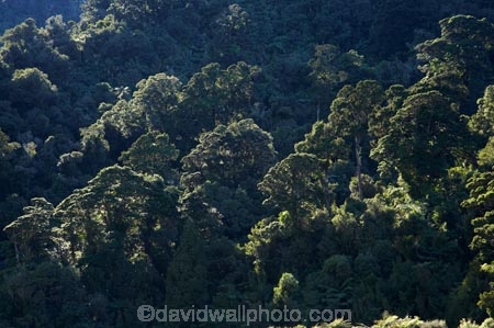 beautiful;beauty;Beech-Forest;bush;endemic;forest;forests;green;N.Z.;national-park;national-parks;native;native-bush;natives;natural;nature;New-Zealand;Nothofagus;NZ;Paparoa-N.P.;Paparoa-National-Park;Paparoa-NP;Punakaiki;rain-forest;rain-forests;rain_forest;rain_forests;rainforest;rainforests;S.I.;scene;scenic;SI;South-Island;southern-beeches;timber;tree;tree-trunk;tree-trunks;trees;trunk;trunks;West-Coast;Westland;wood;woods