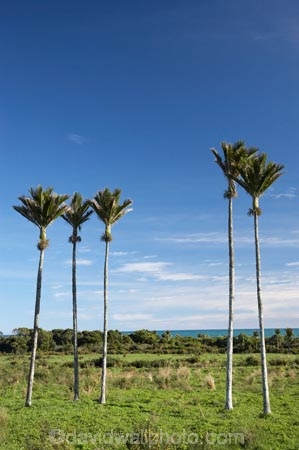 5;endemic;five;N.Z.;native;native-plant;native-plants;natives;natural;nature;New-Zealand;nikau;nikau-palm;nikau-palms;nikaus;NZ;palm;palm-tree;palm-trees;palms;plant;plants;Punakaiki;Rhopalostylis-sapida;S.I.;SI;South-Island;West-Coast;Westland