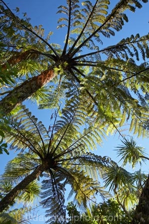 black-tree-fern;black-tree-ferns;Buller-District;Buller-Region;cyathea;fern;ferns;frond;fronds;Mamaku;Mamakus;N.Z.;New-Zealand;NZ;Paparoa-N.P.;Paparoa-National-Park;Paparoa-NP;plant;plants;ponga;pongas;Pororari-River-Gorge;Punakaiki;punga;pungas;S.I.;SI;South-Is;South-Island;tree-fern;tree-ferns;West-Coast;Westland
