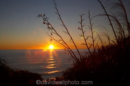 Buller-District;Buller-Region;camera-flare;Cape-Foulwind;Cape-Foulwind-Walkway;coast;coastal;coastline;coastlines;coasts;dusk;evening;flare;flax;flower-heads;foreshore;lens-flare;N.Z.;New-Zealand;nightfall;NZ;ocean;orange;S.I.;sea;seed-heads;shore;shoreline;shorelines;shores;SI;sky;South-Is;South-Island;sunset;sunsets;Tasman-Sea;toetoe;twilight;water;West-Coast;Westland