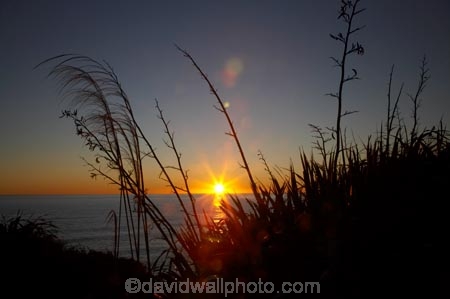 Buller-District;Buller-Region;camera-flare;Cape-Foulwind;Cape-Foulwind-Walkway;coast;coastal;coastline;coastlines;coasts;dusk;evening;flare;flax;flower-heads;foreshore;lens-flare;N.Z.;New-Zealand;nightfall;NZ;ocean;orange;S.I.;sea;seed-heads;shore;shoreline;shorelines;shores;SI;sky;South-Is;South-Island;sunset;sunsets;Tasman-Sea;toetoe;twilight;water;West-Coast;Westland