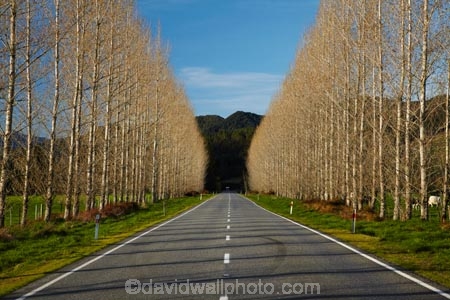 avenue;avenues;Buller-District;Buller-Region;centre-line;centre-lines;centreline;centrelines;driving;highway;highways;Maruia;New-Zealand;NZ;open-road;open-roads;road;road-trip;roads;S.I.;South-Is;South-Island;state-highway-65;state-highway-sixty-five;Sth-Is;straight;transport;transportation;travel;traveling;travelling;tree;trees;trip;vanishing-point;West-Coast