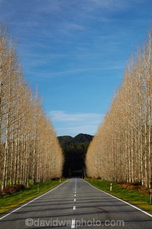 avenue;avenues;Buller-District;Buller-Region;centre-line;centre-lines;centreline;centrelines;driving;highway;highways;New-Zealand;NZ;open-road;open-roads;road;road-trip;roads;S.I.;South-Is;South-Island;state-highway-65;state-highway-sixty-five;Sth-Is;straight;transport;transportation;travel;traveling;travelling;tree;trees;trip;vanishing-point;West-Coast