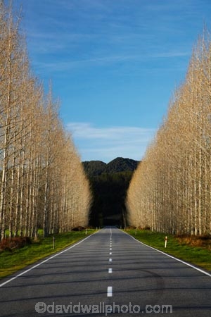 avenue;avenues;Buller-District;Buller-Region;centre-line;centre-lines;centreline;centrelines;driving;highway;highways;New-Zealand;NZ;open-road;open-roads;road;road-trip;roads;S.I.;South-Is;South-Island;state-highway-65;state-highway-sixty-five;Sth-Is;straight;transport;transportation;travel;traveling;travelling;tree;trees;trip;vanishing-point;West-Coast