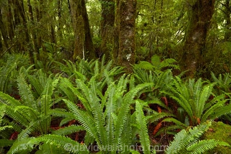 Beech-Forest;bush;fern;ferns;forest;forests;green;Haast-Pass;lush;Mount-Aspiring-National-Park;Mt-Aspiring-N.P.;Mt-Aspiring-National-Park;Mt-Aspiring-NP;N.Z.;national-park;national-parks;native-bush;native-forest;native-forests;native-tree;native-trees;native-woods;natural;nature;New-Zealand;NZ;Pleasant-Flat;Pleasant-Flat-Bush-Walk;Pleasant-Flat-track;S.I.;SI;South-Is;South-Island;Sth-Is;tree;trees;verdant;West-Coast;Westland;wood;woods