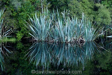 bush;calm;flax;forest;forests;lake;Lake-Matheson;lakes;N.Z.;native-bush;native-forest;native-forests;native-tree;native-trees;native-woods;natural;nature;New-Zealand;NZ;placid;quiet;reflected;reflection;reflections;S.I.;serene;SI;smooth;South-Is;South-Island;Sth-Is;still;tranquil;tree;trees;water;West-Coast;Westland;Westland-N.P.;Westland-National-Park;Westland-NP;wood;woods
