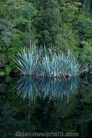 bush;calm;flax;forest;forests;lake;Lake-Matheson;lakes;N.Z.;native-bush;native-forest;native-forests;native-tree;native-trees;native-woods;natural;nature;New-Zealand;NZ;placid;quiet;reflected;reflection;reflections;S.I.;serene;SI;smooth;South-Is;South-Island;Sth-Is;still;tranquil;tree;trees;water;West-Coast;Westland;Westland-N.P.;Westland-National-Park;Westland-NP;wood;woods