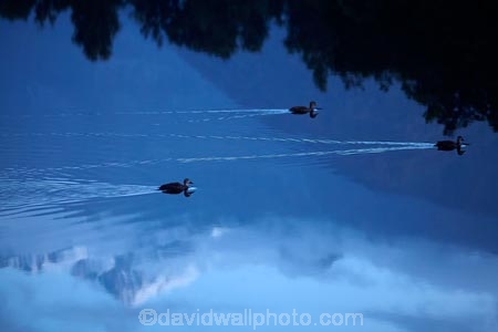 bird;birds;calm;duck;ducks;lake;Lake-Matheson;lakes;N.Z.;New-Zealand;NZ;placid;quiet;reflected;reflection;reflections;S.I.;serene;SI;smooth;South-Is;South-Island;Sth-Is;still;tranquil;water;waterfowl;West-Coast;Westland;Westland-N.P.;Westland-National-Park;Westland-NP