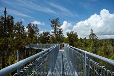 aerial-walkway;aerial-walkways;aerials-walkways;bridge;bridges;bush;canopy;canopy-walk;eco-tourism;ecotourism;elevated-walkway;elevated-walkways;engineering;forest;forest-canopy;forests;high;high-up;Hokitika;lush;luxuriant;M.R.;model-release;model-released;MR;N.Z.;native-bush;native-forest;native-forests;native-tree;native-trees;native-woods;natural;nature;New-Zealand;NZ;plant;plants;rain-forest;rain-forests;rain_forests;rainforest;rainforest-canopy;rainforest-walk;rainforests;S.I.;SI;South-Is;South-Island;steel;Sth-Is;structure;structures;tourism;travel;tree;Tree-top-Walk;Tree-top-Walkway;tree-trunk;tree-trunks;Tree_top-Walk;Tree_top-Walkway;trees;Treetop-Walk;Treetop-Walkway;walkway;walkways;West-Coast;West-Coast-Treetop-Walk;West-Coast-Treetop-Walkway;Westland;wood;woods