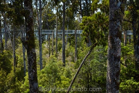 aerial-walkway;aerial-walkways;aerials-walkways;bridge;bridges;bush;canopy;canopy-walk;eco-tourism;ecotourism;elevated-walkway;elevated-walkways;engineering;forest;forest-canopy;forests;high;high-up;Hokitika;lush;luxuriant;N.Z.;native-bush;native-forest;native-forests;native-tree;native-trees;native-woods;natural;nature;New-Zealand;NZ;plant;plants;rain-forest;rain-forests;rain_forests;rainforest;rainforest-canopy;rainforest-walk;rainforests;S.I.;SI;South-Is;South-Island;steel;Sth-Is;structure;structures;tourism;travel;tree;Tree-top-Walk;Tree-top-Walkway;tree-trunk;tree-trunks;Tree_top-Walk;Tree_top-Walkway;trees;Treetop-Walk;Treetop-Walkway;walkway;walkways;West-Coast;West-Coast-Treetop-Walk;West-Coast-Treetop-Walkway;Westland;wood;woods