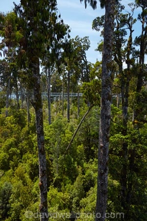 aerial-walkway;aerial-walkways;aerials-walkways;bridge;bridges;bush;canopy;canopy-walk;eco-tourism;ecotourism;elevated-walkway;elevated-walkways;engineering;forest;forest-canopy;forests;high;high-up;Hokitika;lush;luxuriant;N.Z.;native-bush;native-forest;native-forests;native-tree;native-trees;native-woods;natural;nature;New-Zealand;NZ;plant;plants;rain-forest;rain-forests;rain_forests;rainforest;rainforest-canopy;rainforest-walk;rainforests;S.I.;SI;South-Is;South-Island;steel;Sth-Is;structure;structures;tourism;travel;tree;Tree-top-Walk;Tree-top-Walkway;tree-trunk;tree-trunks;Tree_top-Walk;Tree_top-Walkway;trees;Treetop-Walk;Treetop-Walkway;walkway;walkways;West-Coast;West-Coast-Treetop-Walk;West-Coast-Treetop-Walkway;Westland;wood;woods