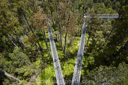 aerial-walkway;aerial-walkways;aerials-walkways;bridge;bridges;bush;canopy;canopy-walk;eco-tourism;ecotourism;elevated-walkway;elevated-walkways;engineering;forest;forest-canopy;forests;high;high-up;Hokitika;lush;luxuriant;N.Z.;native-bush;native-forest;native-forests;native-tree;native-trees;native-woods;natural;nature;New-Zealand;NZ;plant;plants;rain-forest;rain-forests;rain_forests;rainforest;rainforest-canopy;rainforest-walk;rainforests;S.I.;SI;South-Is;South-Island;steel;Sth-Is;structure;structures;tourism;travel;tree;Tree-top-Walk;Tree-top-Walkway;tree-trunk;tree-trunks;Tree_top-Walk;Tree_top-Walkway;trees;Treetop-Walk;Treetop-Walkway;walkway;walkways;West-Coast;West-Coast-Treetop-Walk;West-Coast-Treetop-Walkway;Westland;wood;woods