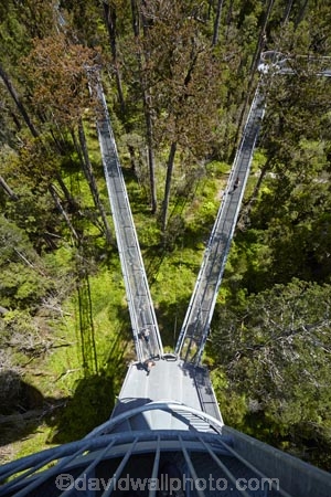 aerial-walkway;aerial-walkways;aerials-walkways;bridge;bridges;bush;canopy;canopy-walk;eco-tourism;ecotourism;elevated-walkway;elevated-walkways;engineering;forest;forest-canopy;forests;high;high-up;Hokitika;lush;luxuriant;N.Z.;native-bush;native-forest;native-forests;native-tree;native-trees;native-woods;natural;nature;New-Zealand;NZ;plant;plants;rain-forest;rain-forests;rain_forests;rainforest;rainforest-canopy;rainforest-walk;rainforests;S.I.;SI;South-Is;South-Island;steel;Sth-Is;structure;structures;tourism;travel;tree;Tree-top-Walk;Tree-top-Walkway;tree-trunk;tree-trunks;Tree_top-Walk;Tree_top-Walkway;trees;Treetop-Walk;Treetop-Walkway;walkway;walkways;West-Coast;West-Coast-Treetop-Walk;West-Coast-Treetop-Walkway;Westland;wood;woods