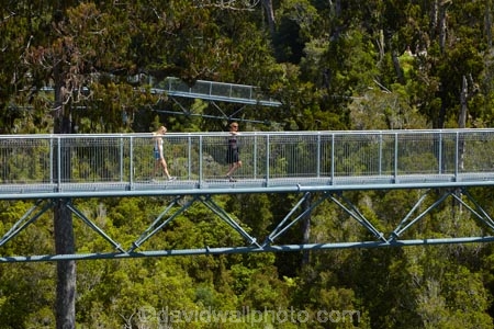 aerial-walkway;aerial-walkways;aerials-walkways;bridge;bridges;bush;canopy;canopy-walk;eco-tourism;ecotourism;elevated-walkway;elevated-walkways;engineering;forest;forest-canopy;forests;high;high-up;Hokitika;lush;luxuriant;M.R.;model-release;model-released;MR;N.Z.;native-bush;native-forest;native-forests;native-tree;native-trees;native-woods;natural;nature;New-Zealand;NZ;plant;plants;rain-forest;rain-forests;rain_forests;rainforest;rainforest-canopy;rainforest-walk;rainforests;S.I.;SI;South-Is;South-Island;steel;Sth-Is;structure;structures;tourism;travel;tree;Tree-top-Walk;Tree-top-Walkway;tree-trunk;tree-trunks;Tree_top-Walk;Tree_top-Walkway;trees;Treetop-Walk;Treetop-Walkway;walkway;walkways;West-Coast;West-Coast-Treetop-Walk;West-Coast-Treetop-Walkway;Westland;wood;woods