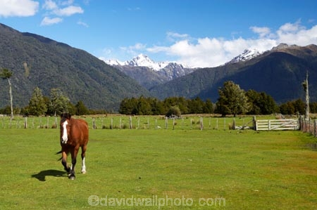 agricultural;agriculture;alp;alpine;alps;altitude;brown-horse;brown-horses;country;countryside;equestrian;farm;farming;farmland;farms;field;fields;Fox-Glacier;glacier;high-altitude;Horse;horses;main-divide;meadow;meadows;mount;mountain;mountain-peak;mountainous;mountains;mountainside;mt;mt.;New-Zealand;paddock;paddocks;pasture;pastures;peak;peaks;range;ranges;rural;snow;snow-capped;snow_capped;snowcapped;snowy;South-Island;southern-alps;stock;summit;summits;West-Coast;westland