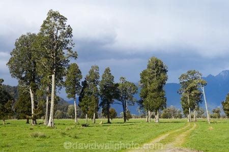 agricultural;agriculture;country;countryside;farm;farming;farmland;farms;field;fields;Fox-Glacier;meadow;meadows;native-tree;native-trees;New-Zealand;paddock;paddocks;pasture;pastures;rural;South-Island;totara;tree;trees;West-Coast;westland