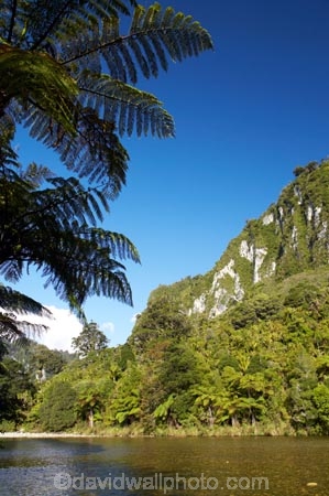 beautiful;beauty;bluff;bluffs;bush;cliff;cliffs;endemic;fern;ferns;forest;forests;green;mountainside;mountainsides;national-park;national-parks;native;native-bush;natives;natural;nature;New-Zealand;Paparoa-National-Park;Pororari-River;rain-forest;rain-forests;rain_forest;rain_forests;rainforest;rainforests;river;rivers;scene;scenic;South-Island;steep;timber;tree;tree-fern;tree-ferns;tree-trunk;tree-trunks;trees;trunk;trunks;west-coast;westland;wood;woods