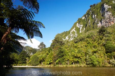 beautiful;beauty;bluff;bluffs;bush;cliff;cliffs;endemic;fern;ferns;forest;forests;green;mountainside;mountainsides;national-park;national-parks;native;native-bush;natives;natural;nature;New-Zealand;Paparoa-National-Park;Pororari-River;rain-forest;rain-forests;rain_forest;rain_forests;rainforest;rainforests;river;rivers;scene;scenic;South-Island;steep;timber;tree;tree-fern;tree-ferns;tree-trunk;tree-trunks;trees;trunk;trunks;west-coast;westland;wood;woods