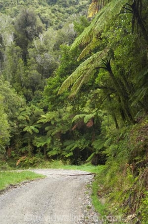 beautiful;beauty;Bullock-Creek;bush;countryside;dusty;endemic;fern;ferns;forest;forests;gravel-road;gravel-roads;green;metal-road;metal-roads;metalled-road;metalled-roads;native;native-bush;natives;natural;nature;new-zealand;Paparoa-National-Park;Punakaiki;rain-forest;rain-forests;rain_forest;rain_forests;rainforest;rainforests;road;roads;rural;scene;scenic;south-island;tree;trees;trunk;trunks;west-coast;westland