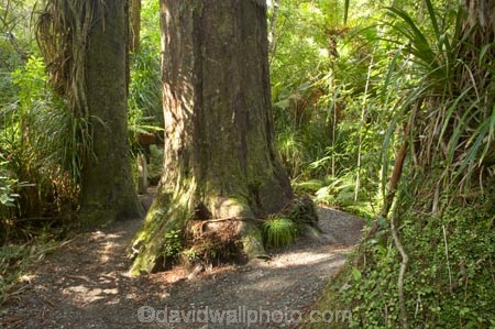 beautiful;beauty;bush;endemic;forest;forests;green;native;native-bush;natives;natural;nature;new-zealand;Paparoa-National-Park;Punakaiki;rain-forest;rain-forests;rain_forest;rain_forests;rainforest;rainforests;scene;scenic;South-Island;timber;track;tracks;tree;tree-trunk;tree-trunks;trees;Truman-Track;trunk;trunks;walking-track;walking-tracks;west-coast;westland;wood;woods